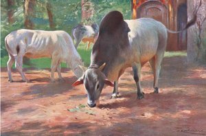 Indian Humped Cattle, from Wildlife of the World by Wilhelm Kuhnert